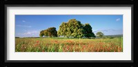 Flowers in a field, Andalusia, Spain Fine Art Print