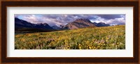 Flowers in a field, Glacier National Park, Montana, USA Fine Art Print