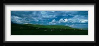 Charolais cattle grazing in a field, Rocky Mountains, Montana, USA Fine Art Print