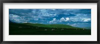 Charolais cattle grazing in a field, Rocky Mountains, Montana, USA Fine Art Print