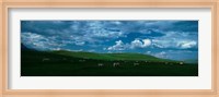 Charolais cattle grazing in a field, Rocky Mountains, Montana, USA Fine Art Print