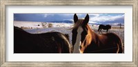 Horses in a field, Montana, USA Fine Art Print