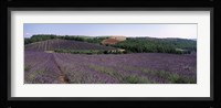 Lavenders Growing In A Field, Provence, France Fine Art Print