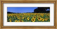 Sunflowers In A Field, Provence, France Fine Art Print
