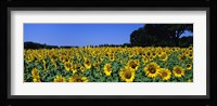 Sunflowers In A Field, Provence, France Fine Art Print