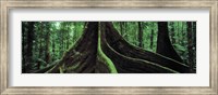 Roots of a giant tree, Daintree National Park, Queensland, Australia Fine Art Print