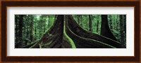 Roots of a giant tree, Daintree National Park, Queensland, Australia Fine Art Print