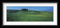 Cypress Trees In A Field, Tuscany, Italy Fine Art Print