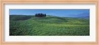 Cypress Trees In A Field, Tuscany, Italy Fine Art Print