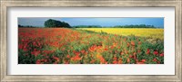 Flowers in a field, Bath, England Fine Art Print