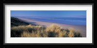Tall grass on the coastline, Saunton, North Devon, England Fine Art Print