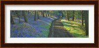 Bluebell flowers along a dirt road in a forest, Gloucestershire, England Fine Art Print