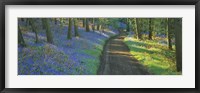 Bluebell flowers along a dirt road in a forest, Gloucestershire, England Fine Art Print