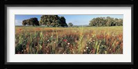 Wild flowers in a field, Andalucia, Spain Fine Art Print