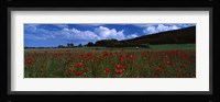 Flowers On A Field, Staxton, North Yorkshire, England, United Kingdom Fine Art Print
