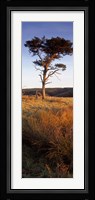 Tree On A Landscape, Golden Hour, Helwath Plantation, Scarborough, North Yorkshire, England, United Kingdom Fine Art Print