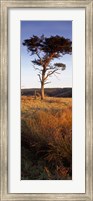 Tree On A Landscape, Golden Hour, Helwath Plantation, Scarborough, North Yorkshire, England, United Kingdom Fine Art Print