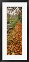 Leaves On The Grass In Autumn, Sneaton, North Yorkshire, England, United Kingdom Fine Art Print