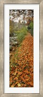 Leaves On The Grass In Autumn, Sneaton, North Yorkshire, England, United Kingdom Fine Art Print