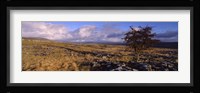 Tree On A Landscape, Limestone, North York Moors, Yorkshire, England, United Kingdom Fine Art Print
