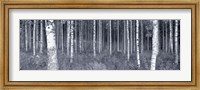 Birch Trees In A Forest, Finland Fine Art Print