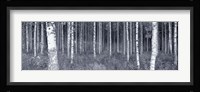 Birch Trees In A Forest, Finland Fine Art Print