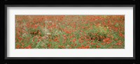 Poppies growing in a field, Sicily, Italy Fine Art Print