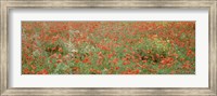 Poppies growing in a field, Sicily, Italy Fine Art Print