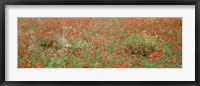 Poppies growing in a field, Sicily, Italy Fine Art Print