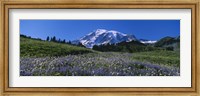 Wildflowers On A Landscape, Mt Rainier National Park, Washington State, USA Fine Art Print
