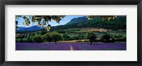 Mountain behind a lavender field, Provence, France Fine Art Print