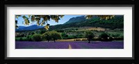 Mountain behind a lavender field, Provence, France Fine Art Print