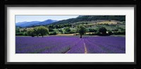 Lavender Field, Provence, France Fine Art Print