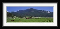 High Angle View Of A Vineyard, Valais, Switzerland Fine Art Print
