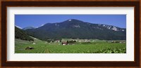 High Angle View Of A Vineyard, Valais, Switzerland Fine Art Print