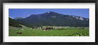 High Angle View Of A Vineyard, Valais, Switzerland Fine Art Print