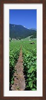 Path In A Vineyard, Valais, Switzerland Fine Art Print