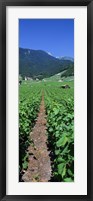 Path In A Vineyard, Valais, Switzerland Fine Art Print