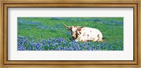 Texas Longhorn Cow Sitting On A Field, Hill County, Texas, USA Fine Art Print