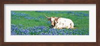 Texas Longhorn Cow Sitting On A Field, Hill County, Texas, USA Fine Art Print