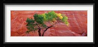 Low Angle View Of A Cottonwood Tree In Front Of A Sandstone Wall, Escalante National Monument, Utah, USA Fine Art Print