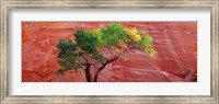 Low Angle View Of A Cottonwood Tree In Front Of A Sandstone Wall, Escalante National Monument, Utah, USA Fine Art Print