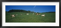 Herd of cows grazing in a field, St. Peter, Black Forest, Germany Fine Art Print