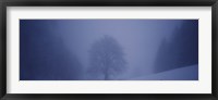 Trees on a snow covered landscape, Schauinsland, Germany Fine Art Print