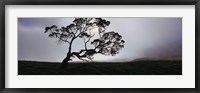 Silhouette Of A Koa Tree, Mauna Kea, Kamuela, Big Island, Hawaii, USA Fine Art Print