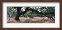 Oak tree on a field, Sonoma County, California, USA Fine Art Print