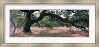 Oak tree on a field, Sonoma County, California, USA Fine Art Print