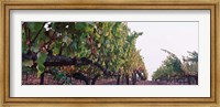 Crops in a vineyard, Sonoma County, California, USA Fine Art Print