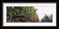 Crops in a vineyard, Sonoma County, California, USA Fine Art Print