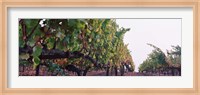 Crops in a vineyard, Sonoma County, California, USA Fine Art Print